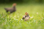 chick
