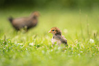 chick