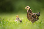 chicks