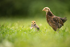 chicks