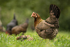 chicken