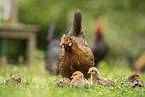 chicken