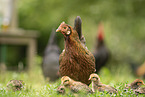 chicken
