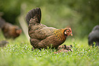 chicken