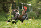 chicken