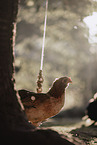 chicken