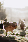 chicken