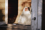 chicken