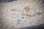 chick