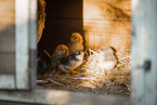 chicks