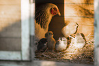chicken