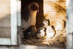 chicken
