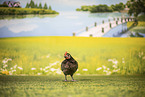 chicken