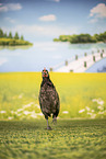 chicken