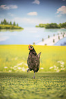 chicken
