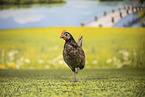 chicken