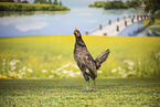 chicken