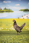 chicken
