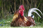 chicken