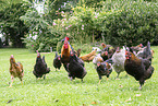chicken