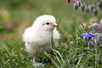 chick