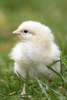 chick