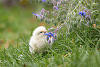 chick