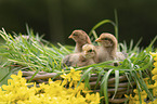 chicken chick