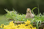 chicken chick