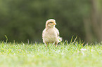 chicken chick