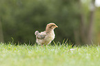 chicken chick