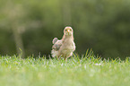 chicken chick
