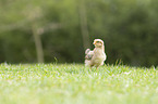 chicken chick