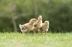 chicken chick
