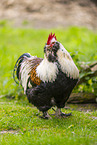 chicken