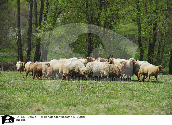 Coburger Fuchsschafe / sheeps / SST-06576