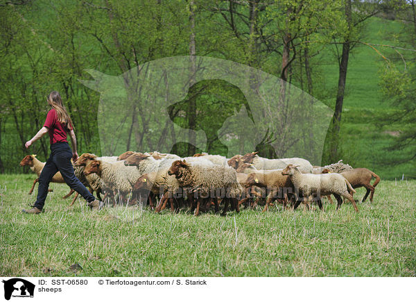 Coburger Fuchsschafe / sheeps / SST-06580