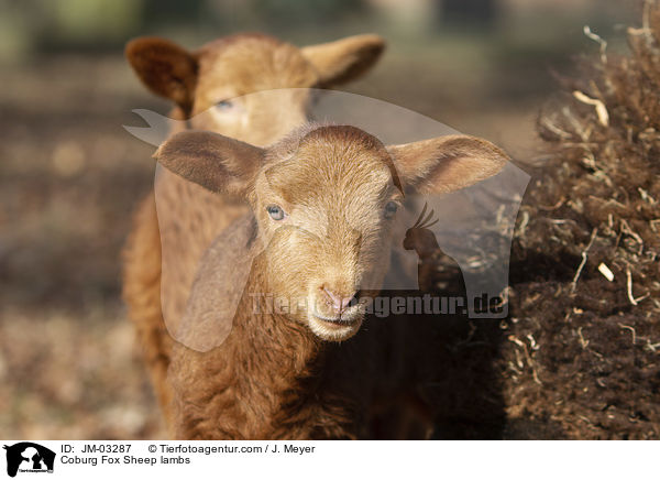 Coburger Fuchsschaf Lmmer / Coburg Fox Sheep lambs / JM-03287
