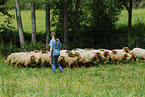 sheeps
