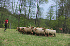 sheeps
