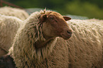 Coburg Fox Sheep