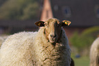 Coburg Fox Sheep