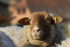 Coburg Fox Sheep