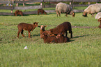 Coburg Fox Sheep
