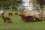 Coburg Fox Sheep