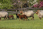 Coburg Fox Sheep