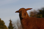 Coburg Fox Sheep