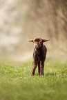 Coburg Fox Sheep Lamb