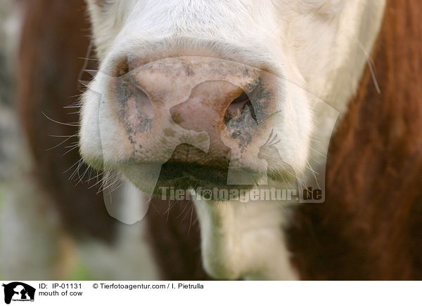 Maul einer Kuh / mouth of cow / IP-01131