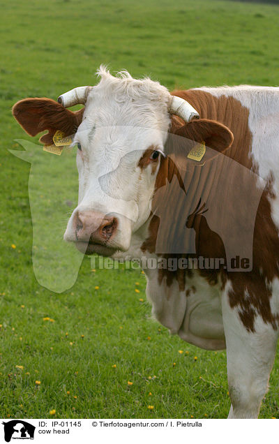 Rinderkopf / cow head / IP-01145